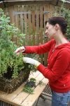 Taking herb cuttings