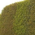 Now’s the time to trim Hedges