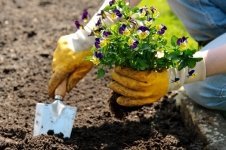 Free Floral Fun at RHS Flower Show Tatton Park