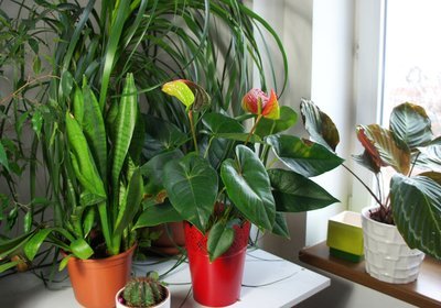 How to give your home an innovative look with indoor plants (Plants, Trees, & Flowers)