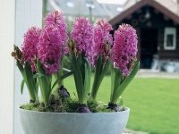 Hyacinths for Christmas