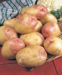 Spud probe as gardeners report mash turning to mush