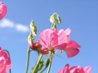 Three simple steps to bigger sweet peas