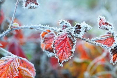 6 effective ways to protect your garden from the Cold (Gardening)