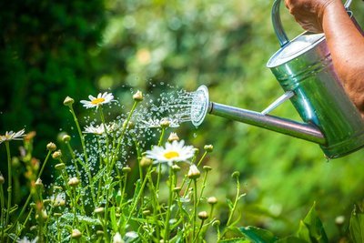 6 expert gardening tips (Gardening)