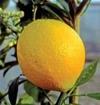 Summer Citrus care