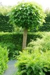 Ideal garden trees | Garden Centre Guide