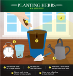 5 Herbs for Kitchen Gardens