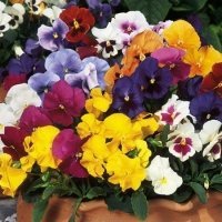 Plant of the week: Winter Pansies | Garden Centre Guide