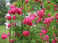 Train climbing roses as they start to grow