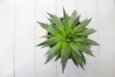 Top 7 indoor plants