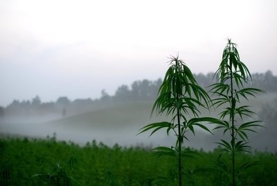 Recent trends in the Hemp Farming Industry (Plants, Trees, & Flowers)