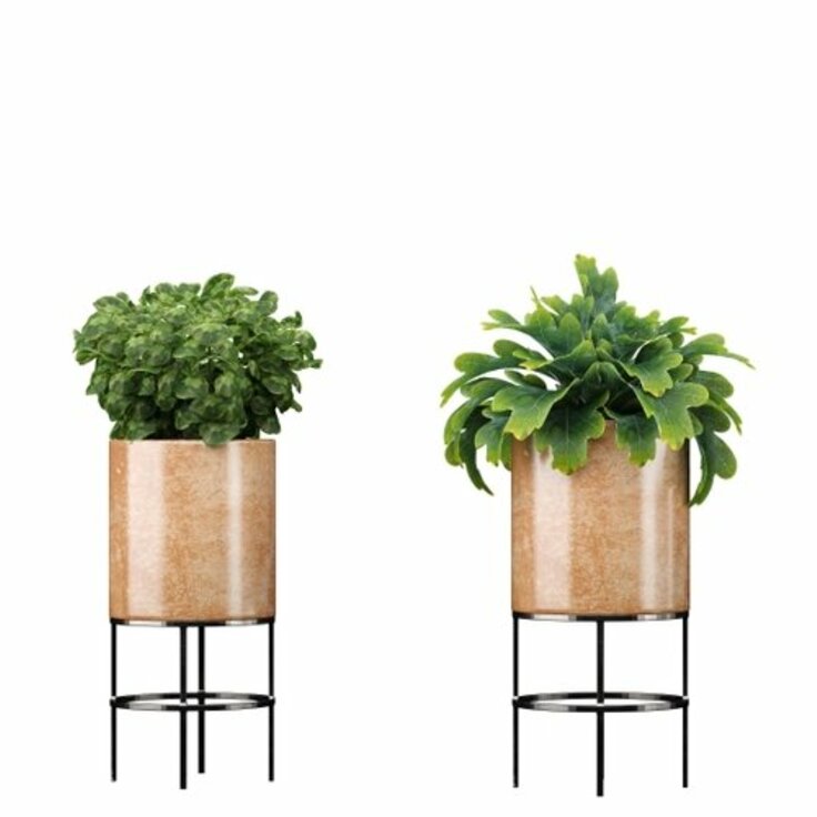 Indoor Delight: The Plant Pot on Legs (House plants)