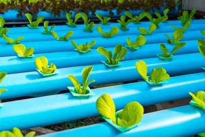 Why hydroponic farming is the agriculture of future (Gardening)