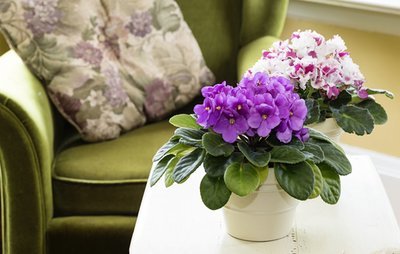 6 best houseplants for this spring season