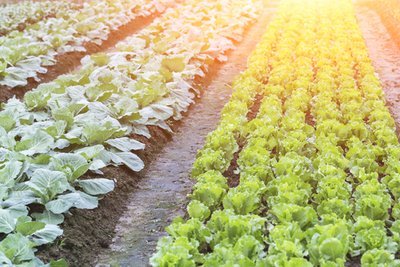 An insight to creating your very own vegetable patch (Kitchen Garden)