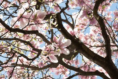 Everything you need to know before planting a Magnolia tree (Plants, Trees, & Flowers)