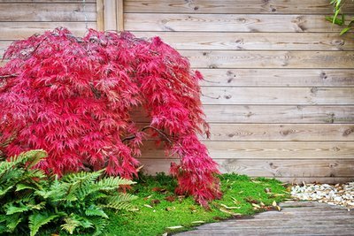 Top 4 trees to enhance the beauty of your small garden (Plants, Trees, & Flowers)