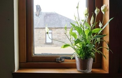 4 most effective plants to purify the air indoors (Plants, Trees, & Flowers)