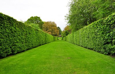 Planting a hedge can improve the price of your home! (Gardening)