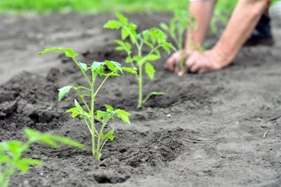 7 questions to ask yourself before planting a vegetable garden (Kitchen Garden)