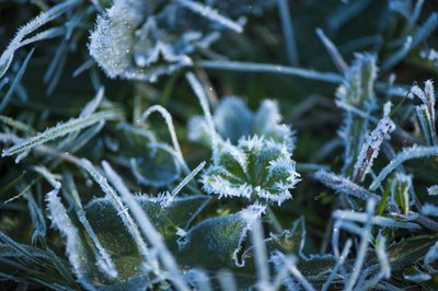 Protect your plants from the winter cold (Gardening)