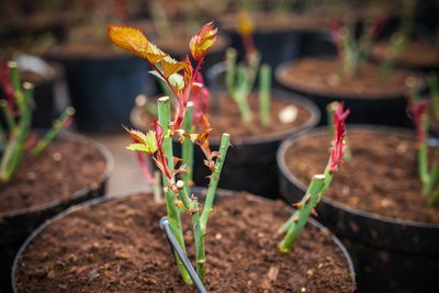 Pruning your roses in the autumn | Garden Centre Guide