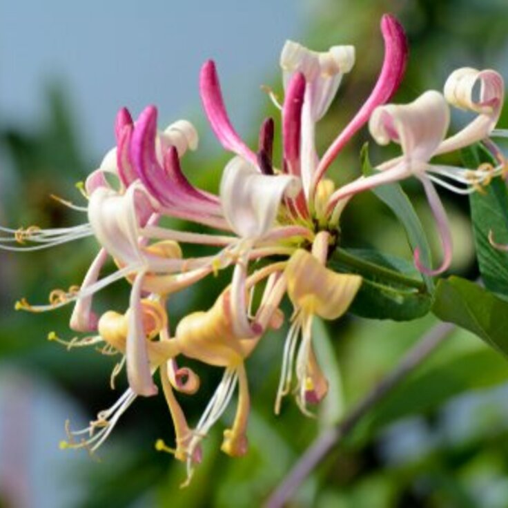 The Top 7 Fragrant Garden Plants (Plants, Trees, & Flowers)