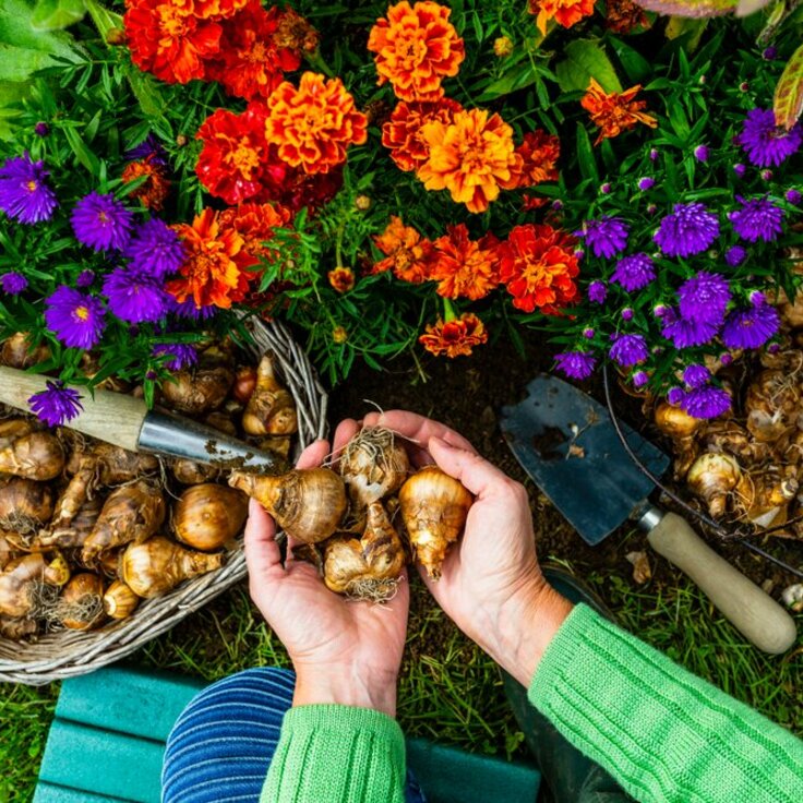 Best Flowers To Plant In Each Season: A Complete Guide For Gardeners (Plants, Trees, & Flowers)