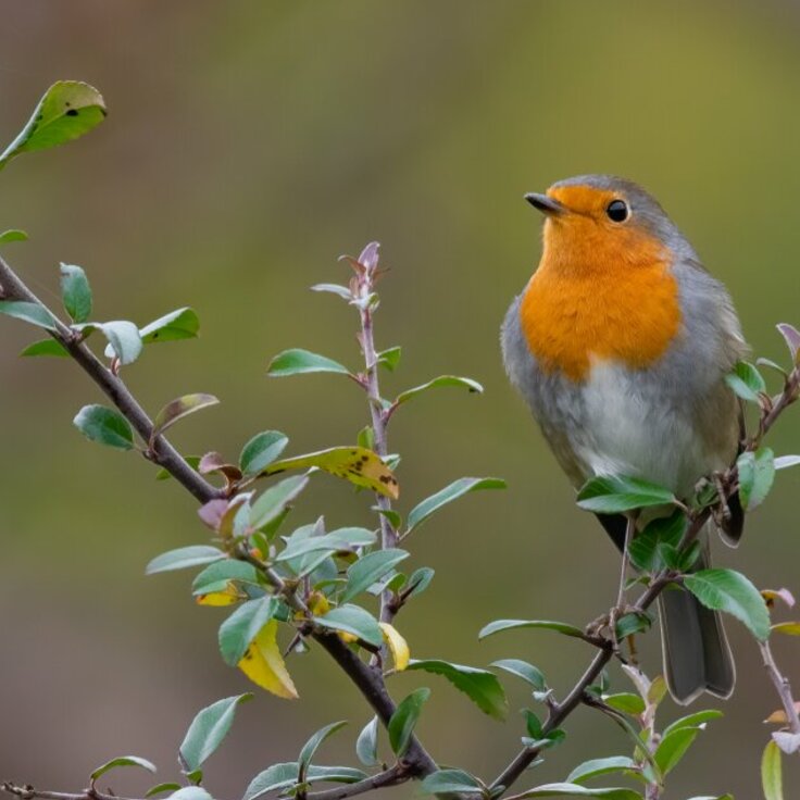 Create a Bird-Friendly Garden: 7 Essential Tips for Autumn