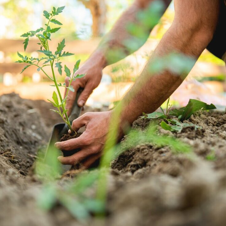 Start sowing vegetables