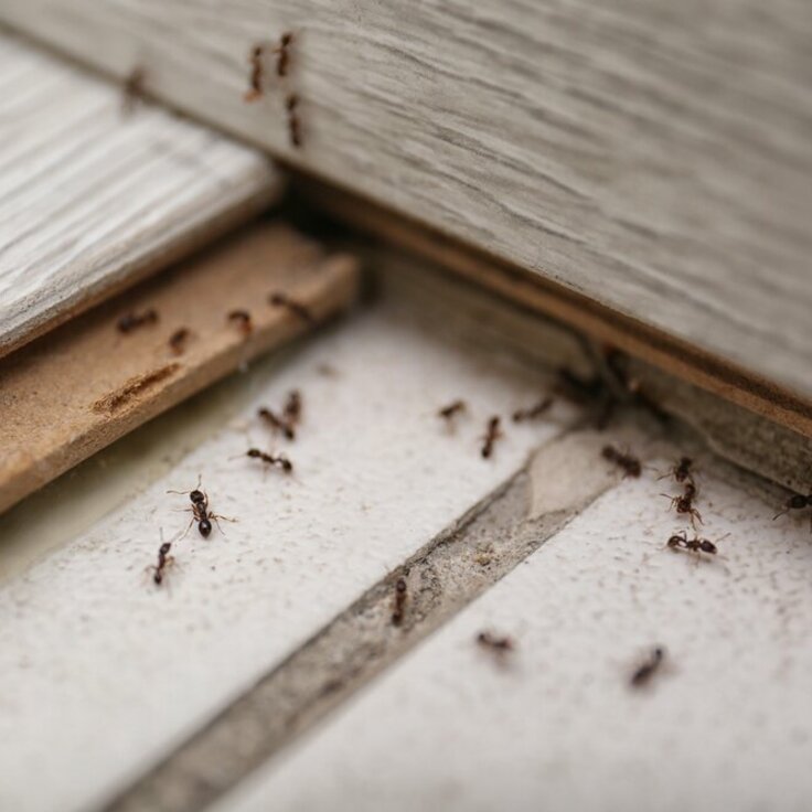 Effective strategies to quickly eliminate ants from your house (Garden Wildlife)
