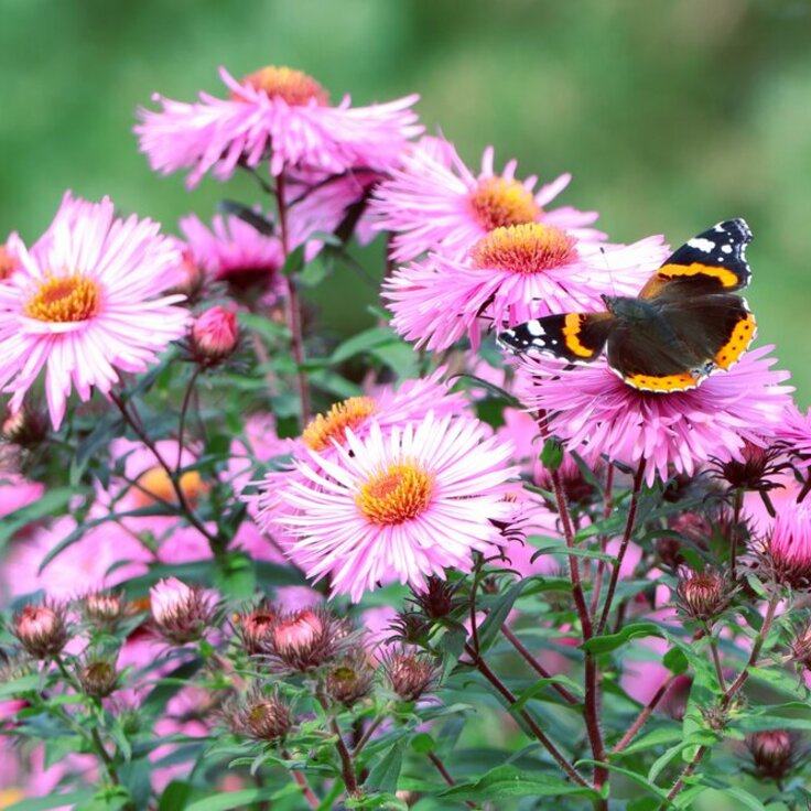 The beauty of autumn plants for bees and butterflies (Plants, Trees, & Flowers)