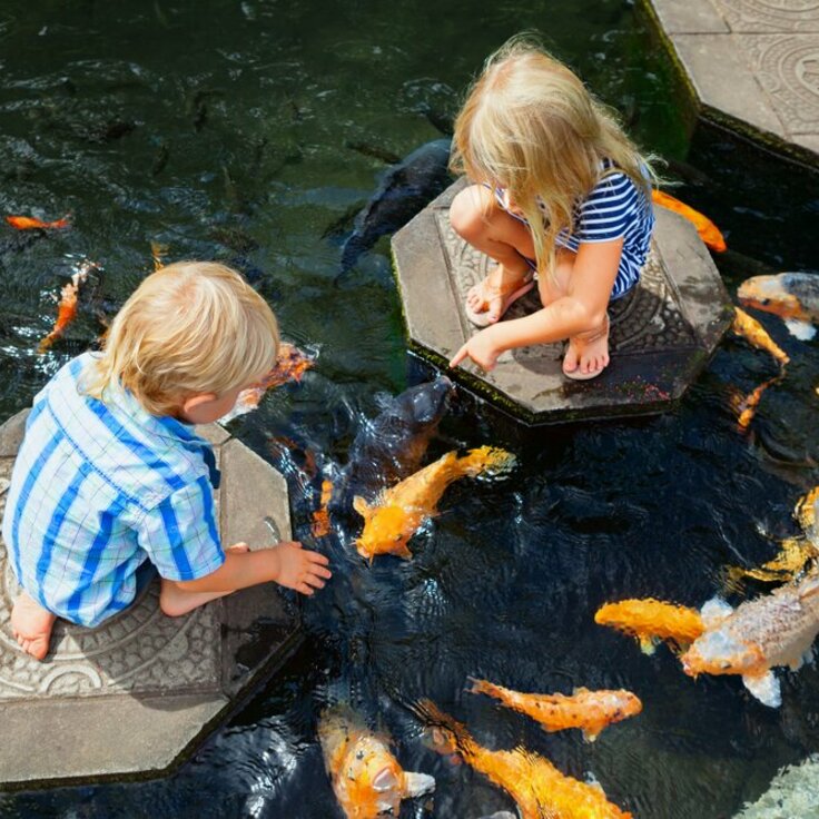 5 Reasons Why Your Garden Could Benefit from a Pond (Garden Wildlife)