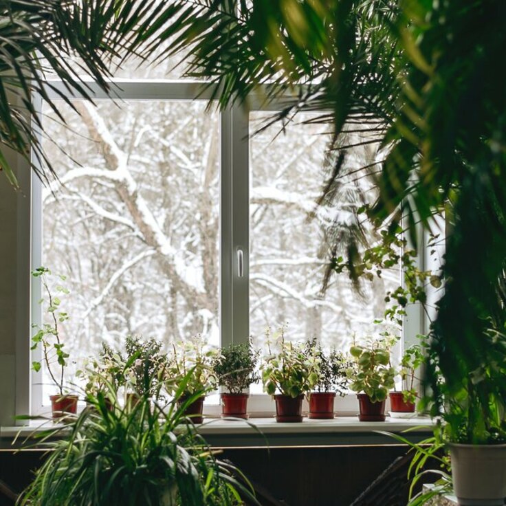 The Best Indoor Plants for Winter: Green Companions for the Cold Season