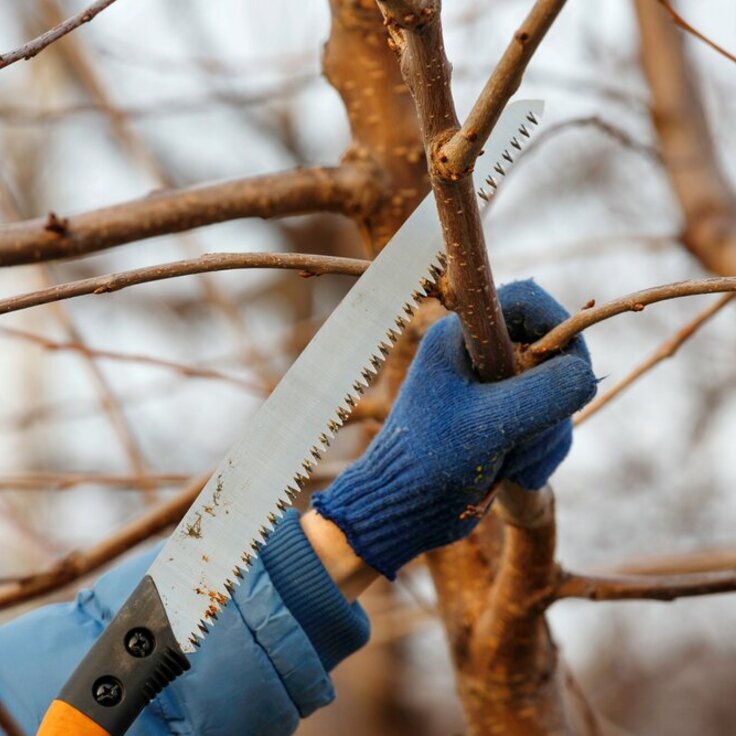 Pruning in Winter: What You Can Prune and When? (Gardening)