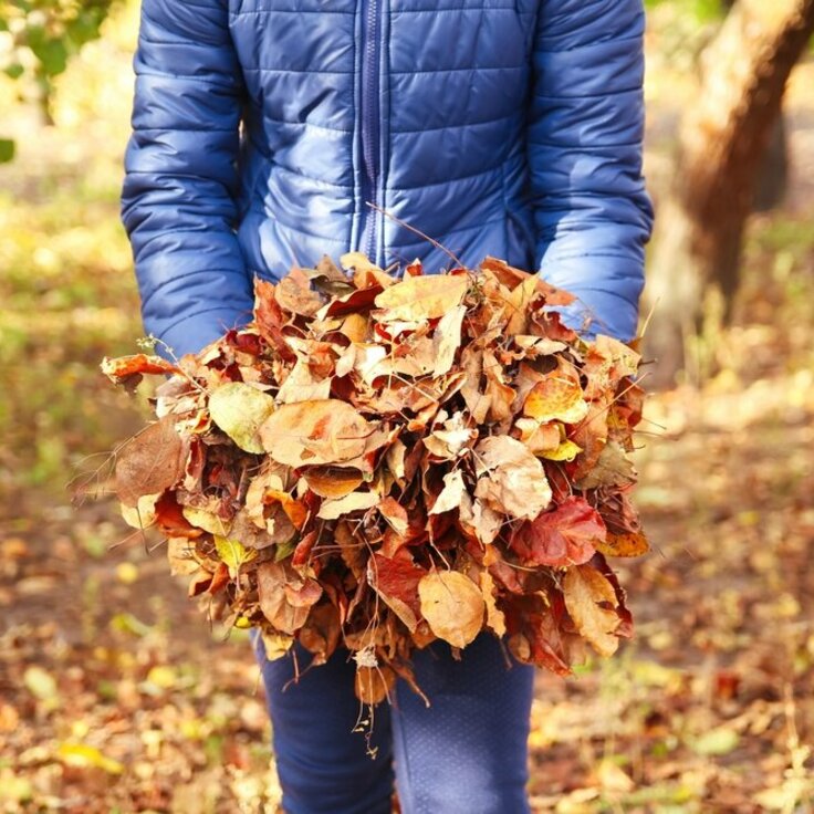 Composting in Autumn: Turning Fallen Leaves into Garden Gold