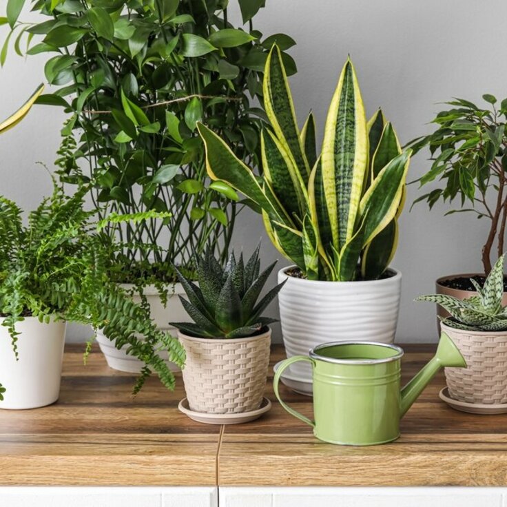 6 Tips to Brighten Up Your Home with Houseplants in January