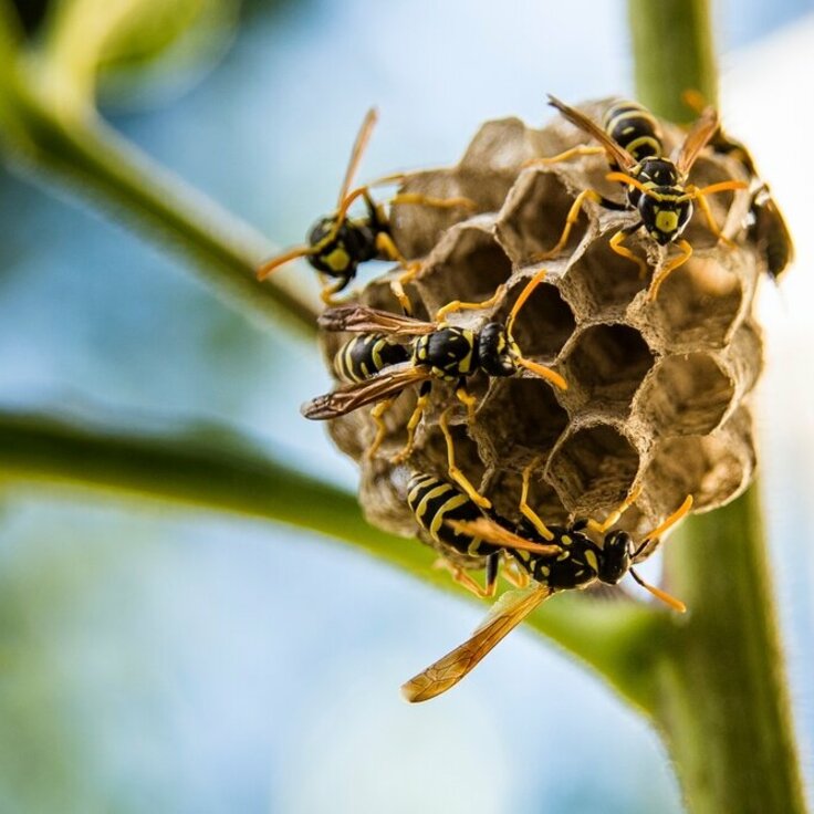 Effective Strategies for Safe Wasp Nest Removal