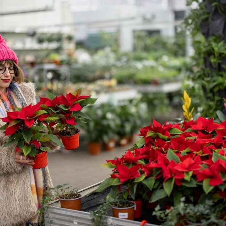 Poinsettia in the Spotlight! (Christmas)