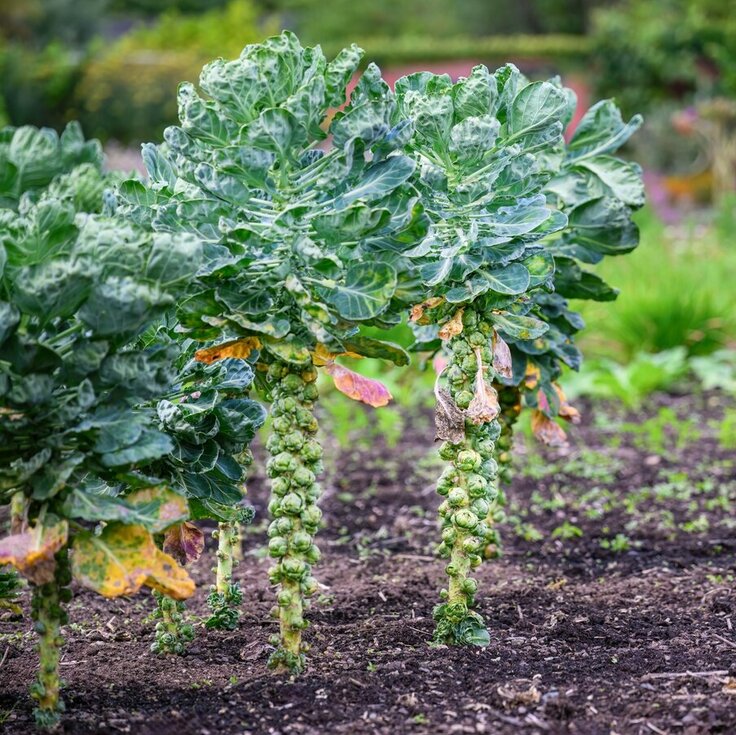 Growing Winter Vegetables in Your Garden: A Personal Guide (Gardening)