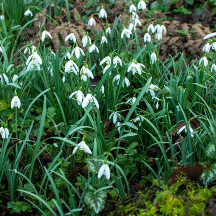 SCOTTISH SNOWDROPS FESTIVAL!