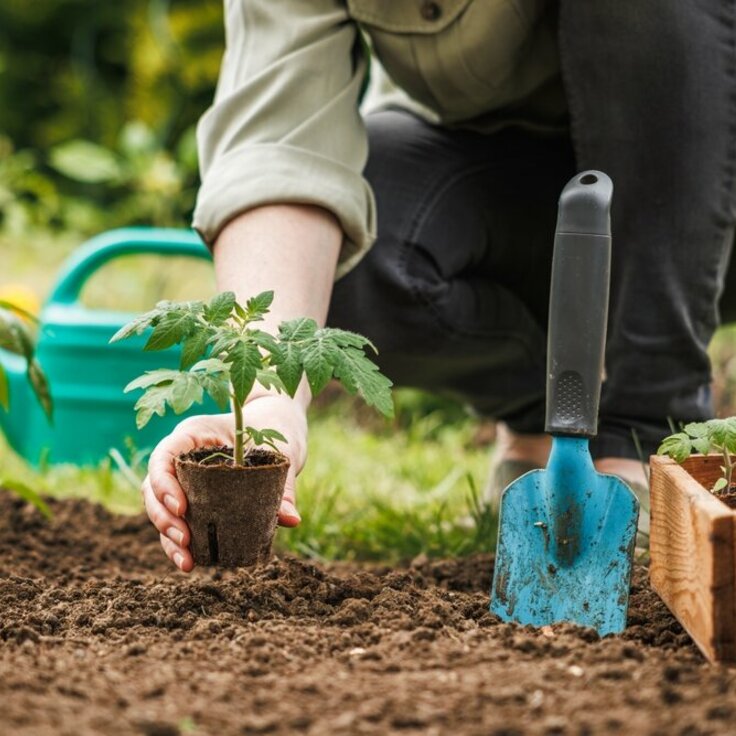 Getting Ready for a Flourishing Spring: What to Do in January (Gardening)