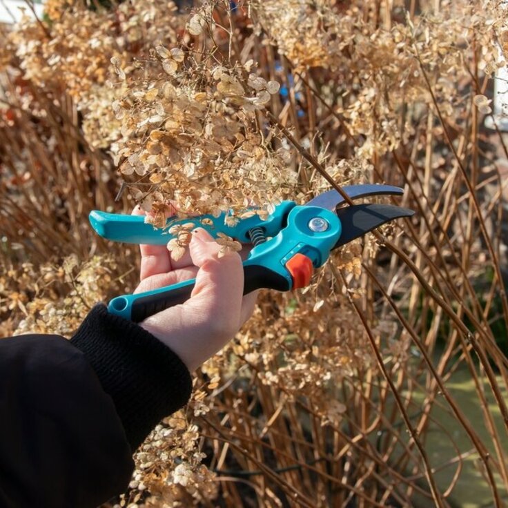 Pruning Hydrangeas: Tips and Techniques (Gardening)