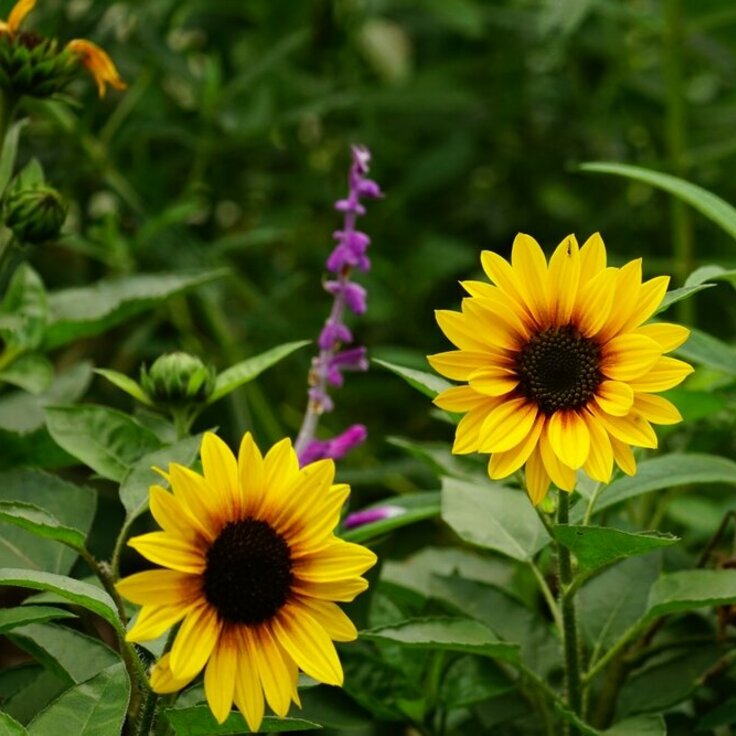 Everything About Caring for Sunflowers (Plants, Trees, & Flowers)