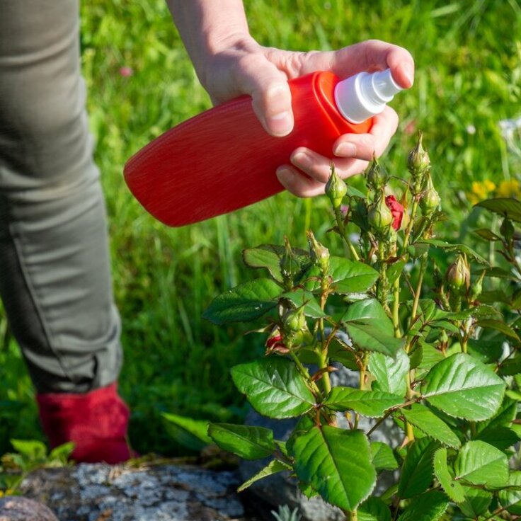 Rose sprays beat bifenthrin ban