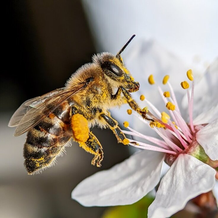 Ugly House to become haven for the Welsh honey bee