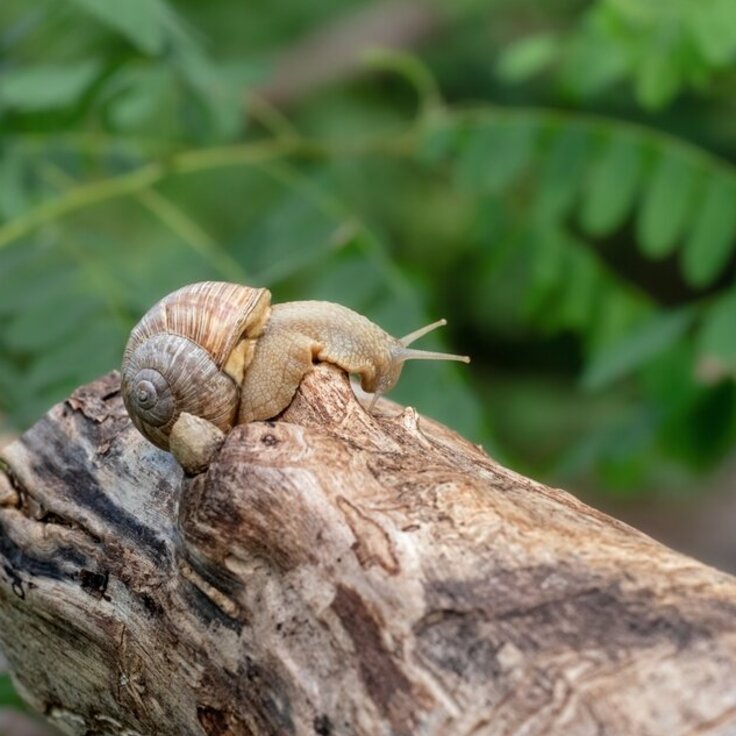 Slugs and snails top of the pests for 2013