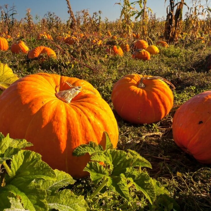 Growing pumpkins for fun