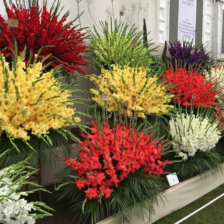 A quick preview of RHS Chelsea Flower Show 2016